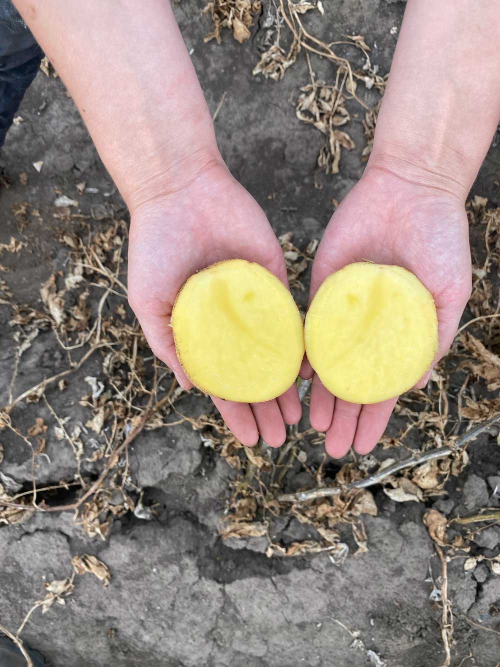 produktfoto-kartoffeln-belana-innen