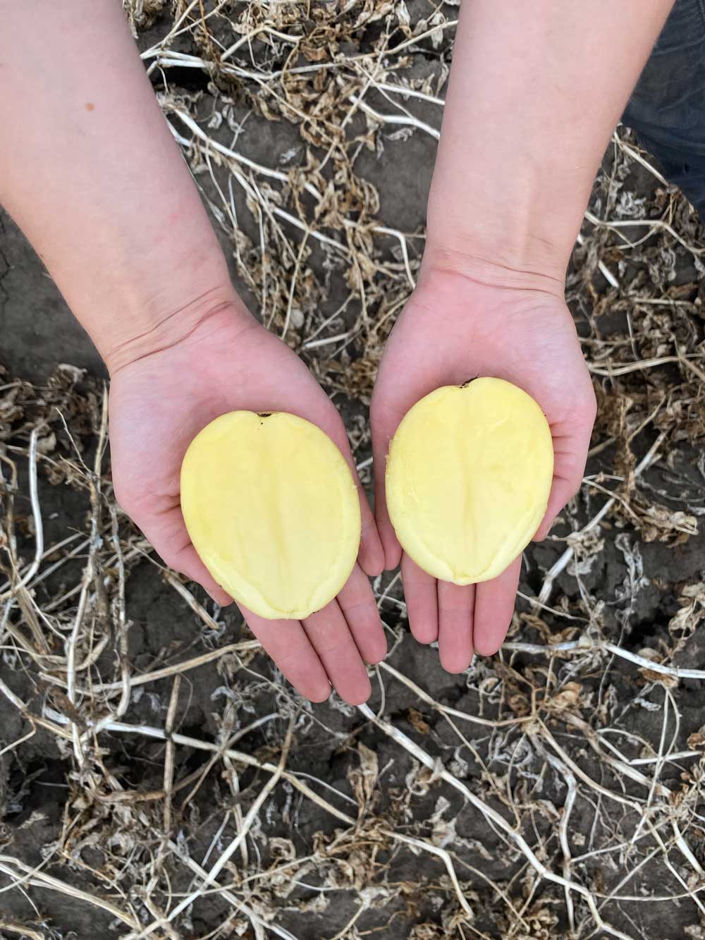 produktfoto-kartoffeln-marabel-innen