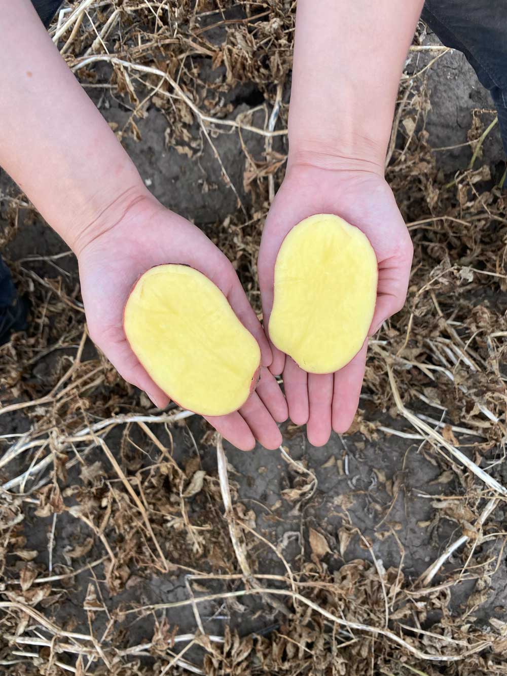 produktfoto-kartoffeln-ramona-innen